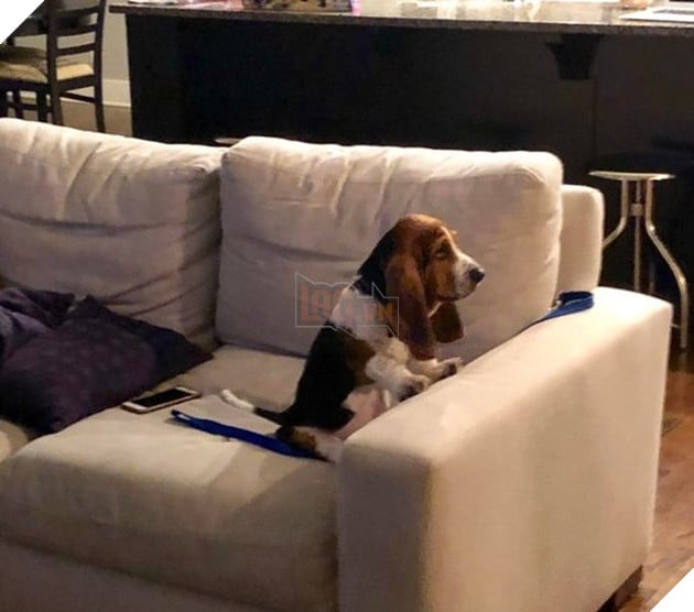 Tổng hợp hình các bé chó mèo dễ thương ngóng chờ sen khiến bạn thấy an lòng 3