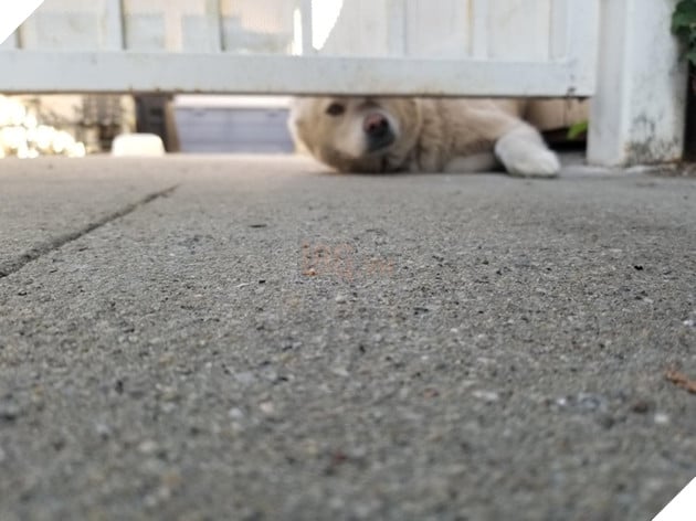 Tổng hợp hình các bé chó mèo dễ thương ngóng chờ sen khiến bạn thấy an lòng 4