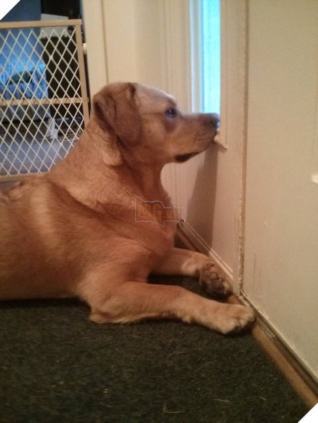 Tổng hợp hình các bé chó mèo dễ thương ngóng chờ sen khiến bạn thấy an lòng 6