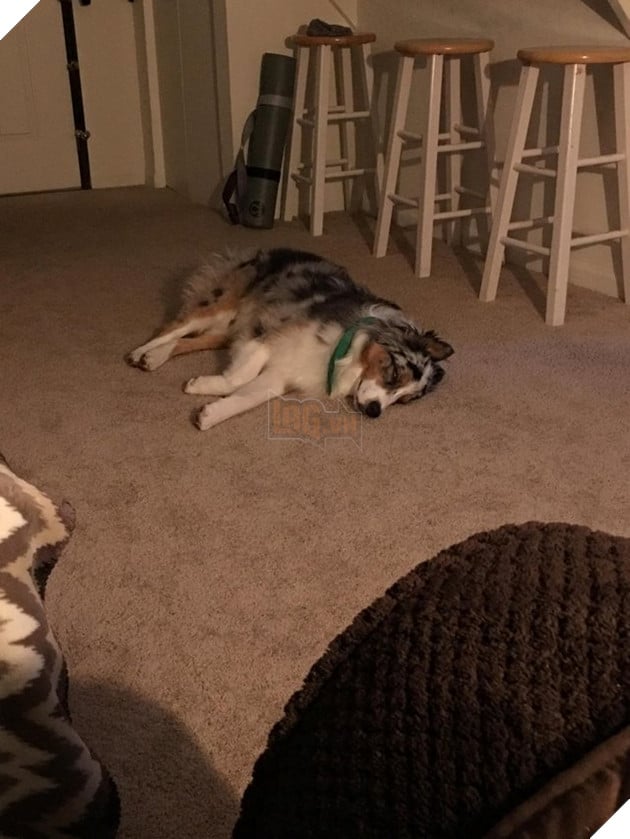 Tổng hợp hình các bé chó mèo dễ thương ngóng chờ sen khiến bạn thấy an lòng 20