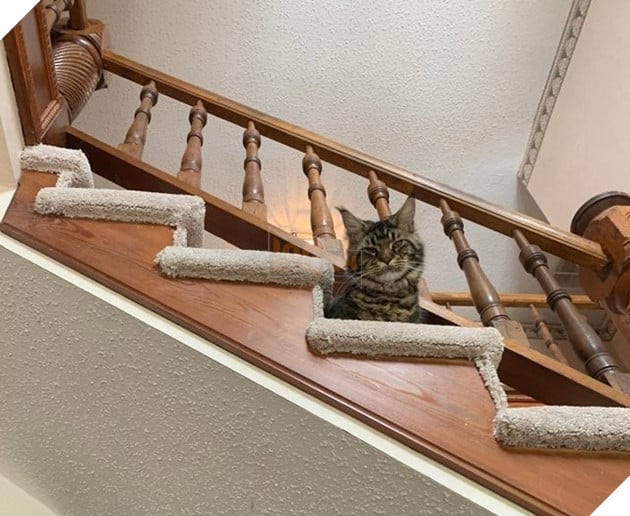 Tổng hợp hình các bé chó mèo dễ thương ngóng chờ sen khiến bạn thấy an lòng 7