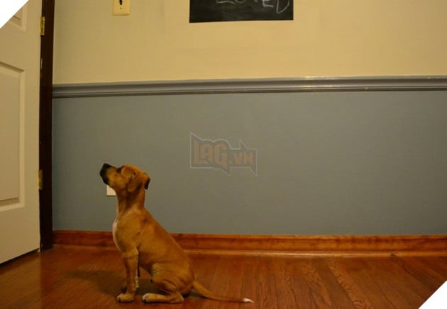 Tổng hợp hình các bé chó mèo dễ thương ngóng chờ sen khiến bạn thấy an lòng 8