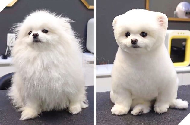 17 hình ảnh chú chó trước và sau khi được dẫn đi Spa cắt tóc và tất cả đều vô cùng dễ thương