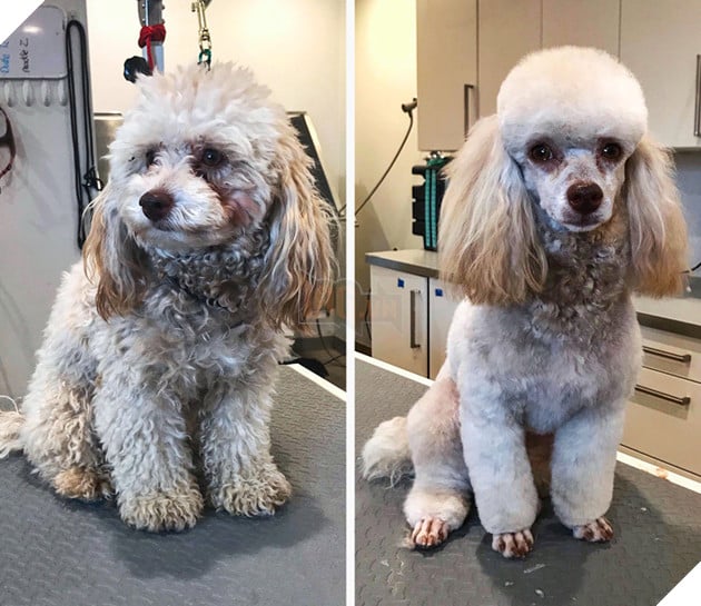 17 hình ảnh chú chó trước và sau khi được dẫn đi Spa cắt tóc và tất cả đều vô cùng dễ thương 10