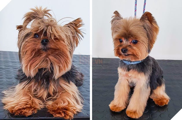 17 hình ảnh chú chó trước và sau khi được dẫn đi Spa cắt tóc và tất cả đều vô cùng dễ thương 12