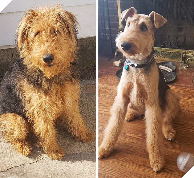 17 hình ảnh chú chó trước và sau khi được dẫn đi Spa cắt tóc và tất cả đều vô cùng dễ thương 13