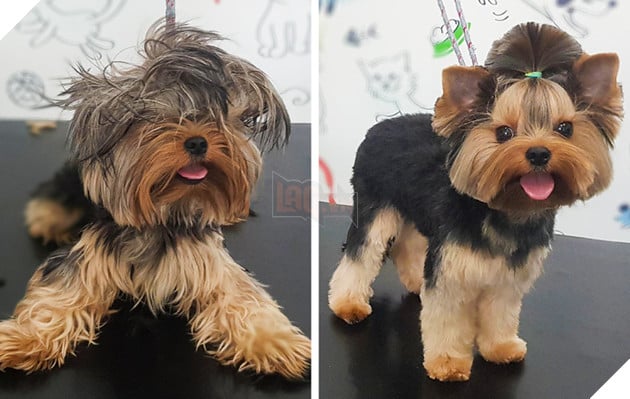 17 hình ảnh chú chó trước và sau khi được dẫn đi Spa cắt tóc và tất cả đều vô cùng dễ thương 14