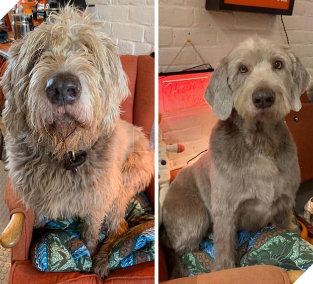 17 hình ảnh chú chó trước và sau khi được dẫn đi Spa cắt tóc và tất cả đều vô cùng dễ thương 15