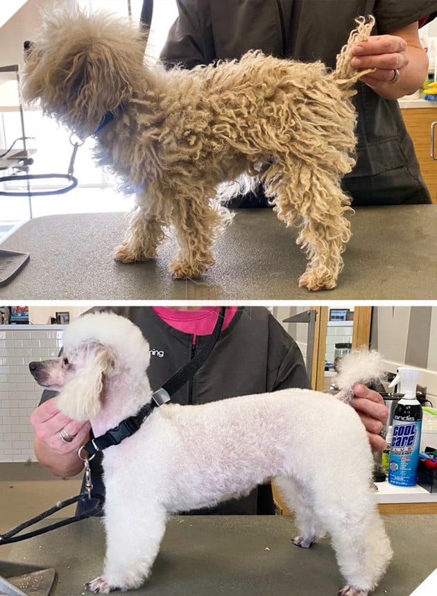 17 hình ảnh chú chó trước và sau khi được dẫn đi Spa cắt tóc và tất cả đều vô cùng dễ thương 16