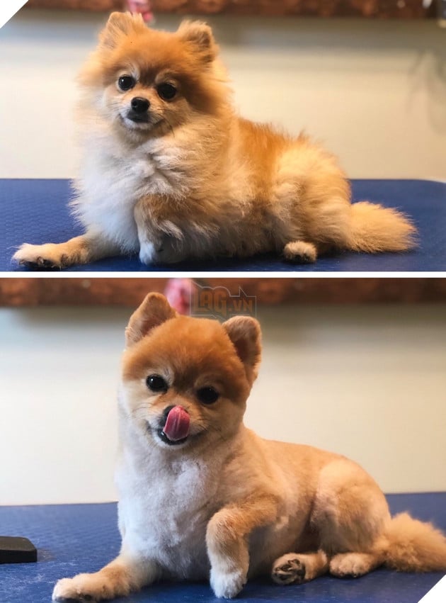 17 hình ảnh chú chó trước và sau khi được dẫn đi Spa cắt tóc và tất cả đều vô cùng dễ thương 17