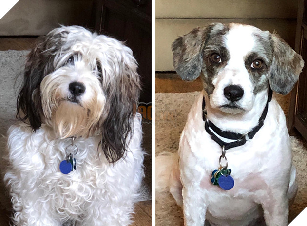 17 hình ảnh chú chó trước và sau khi được dẫn đi Spa cắt tóc và tất cả đều vô cùng dễ thương 2