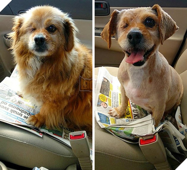 17 hình ảnh chú chó trước và sau khi được dẫn đi Spa cắt tóc và tất cả đều vô cùng dễ thương 3