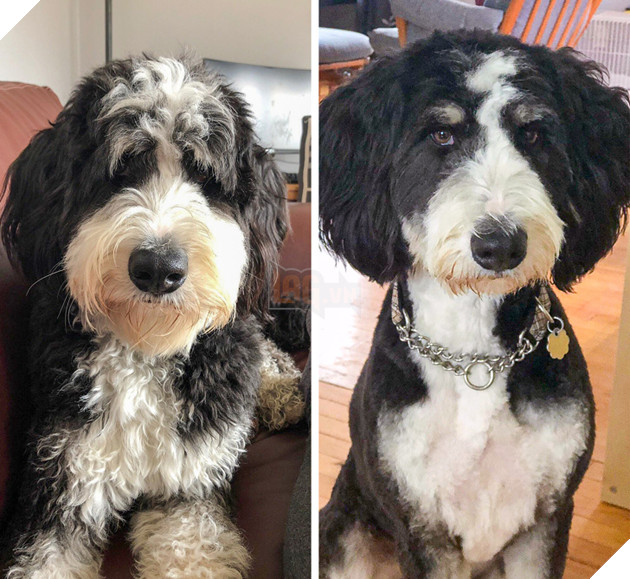 17 hình ảnh chú chó trước và sau khi được dẫn đi Spa cắt tóc và tất cả đều vô cùng dễ thương 4
