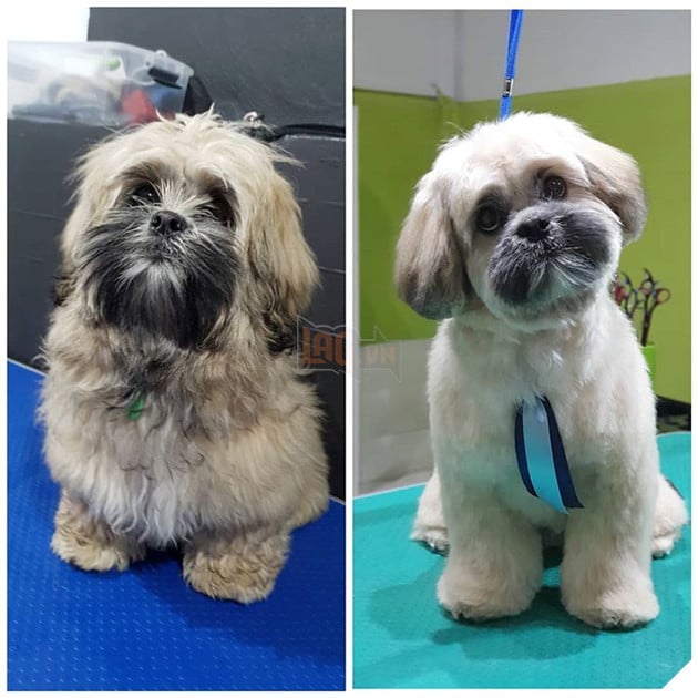 17 hình ảnh chú chó trước và sau khi được dẫn đi Spa cắt tóc và tất cả đều vô cùng dễ thương 6
