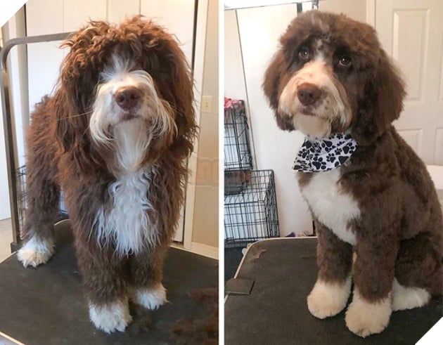 17 hình ảnh chú chó trước và sau khi được dẫn đi Spa cắt tóc và tất cả đều vô cùng dễ thương 7
