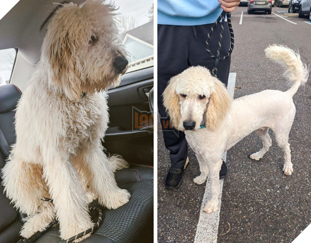 17 hình ảnh chú chó trước và sau khi được dẫn đi Spa cắt tóc và tất cả đều vô cùng dễ thương 8