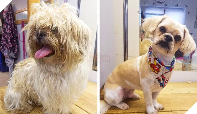 17 hình ảnh chú chó trước và sau khi được dẫn đi Spa cắt tóc và tất cả đều vô cùng dễ thương 9