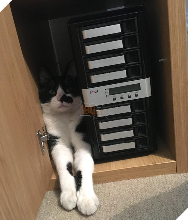 16 hình ảnh các con sen vui vẻ bị làm phiền bởi chó mèo của họ khi làm việc tại nhà 11