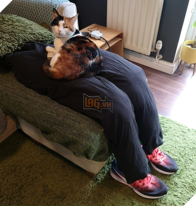 16 hình ảnh các con sen vui vẻ bị làm phiền bởi chó mèo của họ khi làm việc tại nhà 12