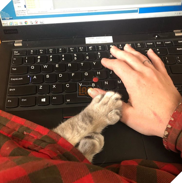 16 hình ảnh các con sen vui vẻ bị làm phiền bởi chó mèo của họ khi làm việc tại nhà 4