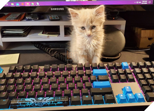 16 hình ảnh các con sen vui vẻ bị làm phiền bởi chó mèo của họ khi làm việc tại nhà 2