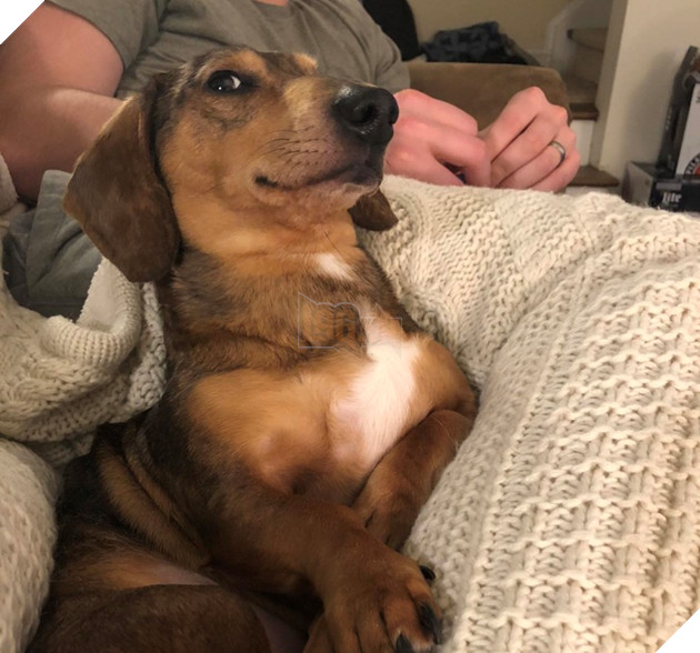 16 hình ảnh các con sen vui vẻ bị làm phiền bởi chó mèo của họ khi làm việc tại nhà 5