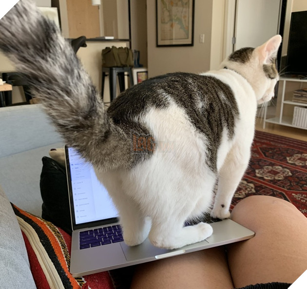 16 hình ảnh các con sen vui vẻ bị làm phiền bởi chó mèo của họ khi làm việc tại nhà 6