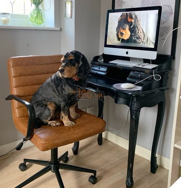 16 hình ảnh các con sen vui vẻ bị làm phiền bởi chó mèo của họ khi làm việc tại nhà 7