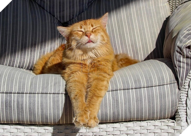 15 bức hình dễ thương về mèo khiến bạn mỉm cười mỗi sáng sớm