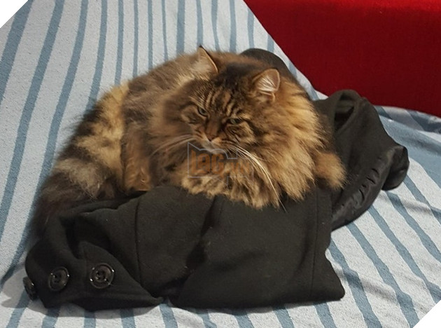 15 bức hình dễ thương về mèo khiến bạn mỉm cười mỗi sáng sớm 10