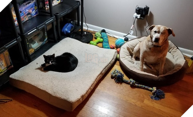 15 bức hình dễ thương về mèo khiến bạn mỉm cười mỗi sáng sớm 12