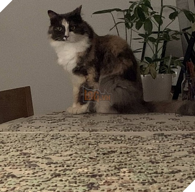 15 bức hình dễ thương về mèo khiến bạn mỉm cười mỗi sáng sớm 13