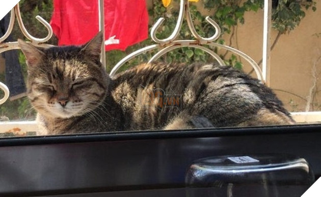 15 bức hình dễ thương về mèo khiến bạn mỉm cười mỗi sáng sớm 15