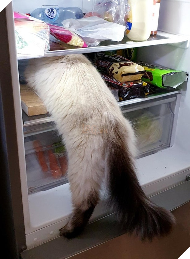 15 bức hình dễ thương về mèo khiến bạn mỉm cười mỗi sáng sớm 2