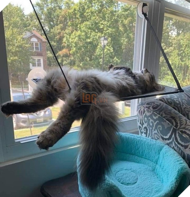 15 bức hình dễ thương về mèo khiến bạn mỉm cười mỗi sáng sớm 3