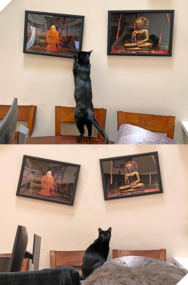 15 bức hình dễ thương về mèo khiến bạn mỉm cười mỗi sáng sớm 4