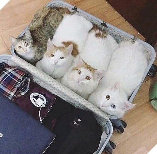 15 bức hình dễ thương về mèo khiến bạn mỉm cười mỗi sáng sớm 5