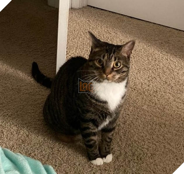 15 bức hình dễ thương về mèo khiến bạn mỉm cười mỗi sáng sớm 6