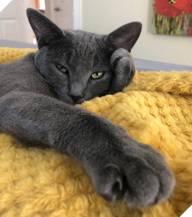 15 bức hình dễ thương về mèo khiến bạn mỉm cười mỗi sáng sớm 8