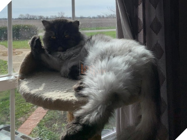 15 bức hình dễ thương về mèo khiến bạn mỉm cười mỗi sáng sớm 9