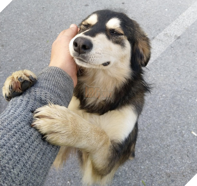 20 hình ảnh cho thấy cún con là giống loài dễ thương như thiên thần khiến bạn muốn nựng mãi không thôi 10