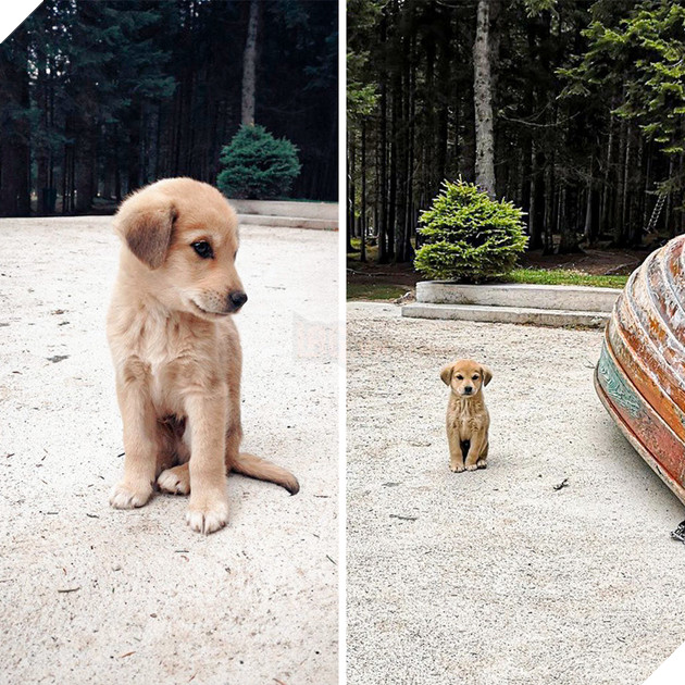 20 hình ảnh cho thấy cún con là giống loài dễ thương như thiên thần khiến bạn muốn nựng mãi không thôi 11