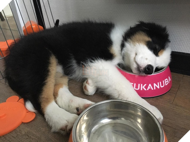 20 hình ảnh cho thấy cún con là giống loài dễ thương như thiên thần khiến bạn muốn nựng mãi không thôi 12