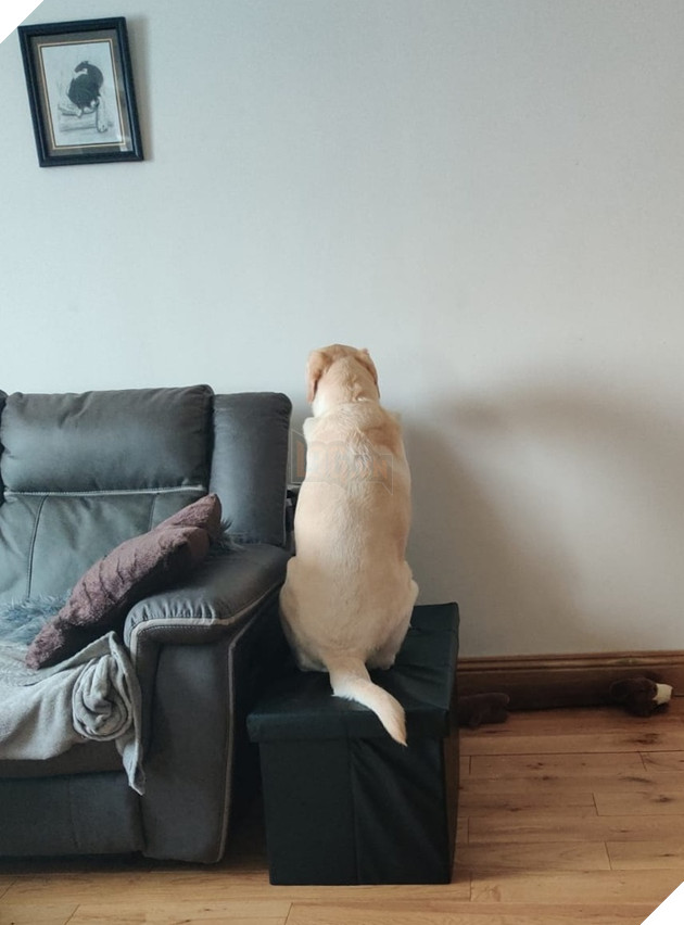 20 hình ảnh cho thấy cún con là giống loài dễ thương như thiên thần khiến bạn muốn nựng mãi không thôi 13