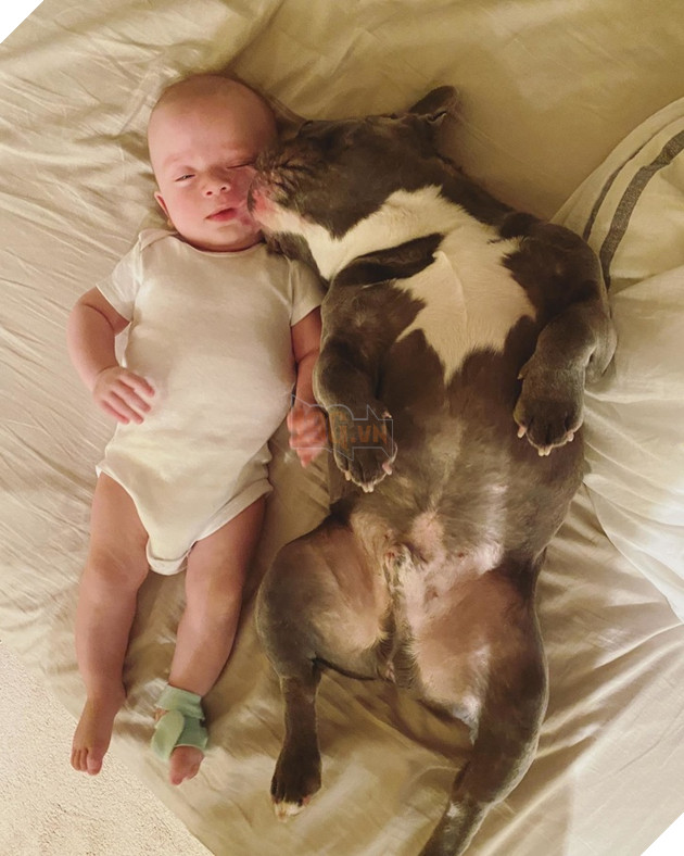 20 hình ảnh cho thấy cún con là giống loài dễ thương như thiên thần khiến bạn muốn nựng mãi không thôi 14