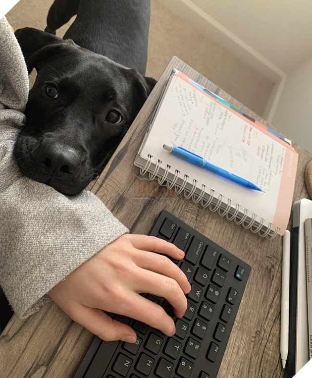 20 hình ảnh cho thấy cún con là giống loài dễ thương như thiên thần khiến bạn muốn nựng mãi không thôi 15