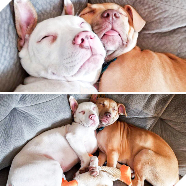 20 hình ảnh cho thấy cún con là giống loài dễ thương như thiên thần khiến bạn muốn nựng mãi không thôi 16