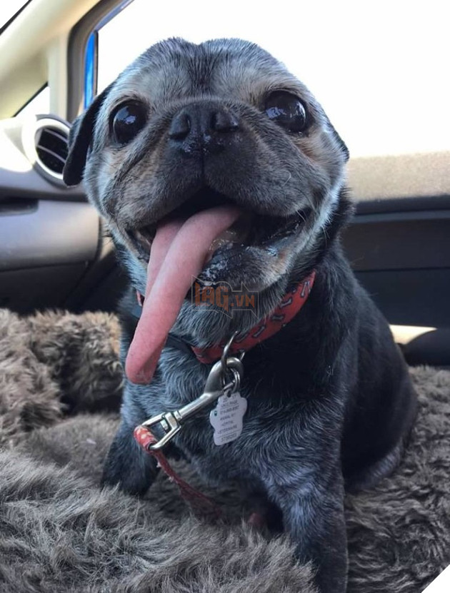 20 hình ảnh cho thấy cún con là giống loài dễ thương như thiên thần khiến bạn muốn nựng mãi không thôi 17