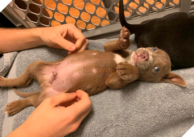 20 hình ảnh cho thấy cún con là giống loài dễ thương như thiên thần khiến bạn muốn nựng mãi không thôi 18