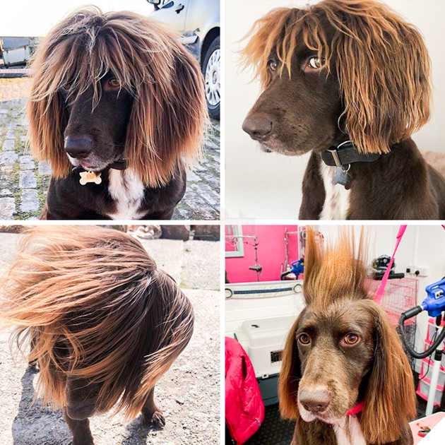 20 hình ảnh cho thấy cún con là giống loài dễ thương như thiên thần khiến bạn muốn nựng mãi không thôi 19